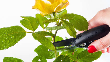Come tagliare una rosa con cesoie disinfettate