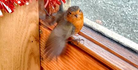 Uccello su infisso in legno