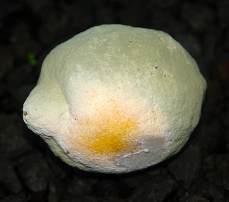 Limone pieno di muffa 