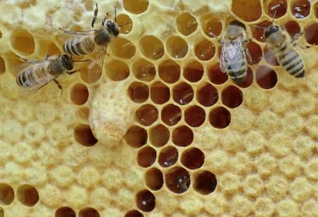 Api operaie chiudono le celle del favo colme di miele con la cera