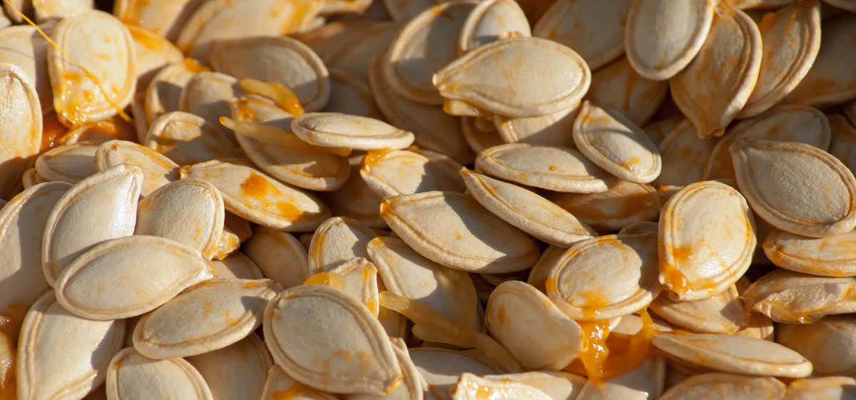 Semi di zucca adatti ad essere essiccati ed arrostiti Semi di zucca da pulire, essiccare e tostare