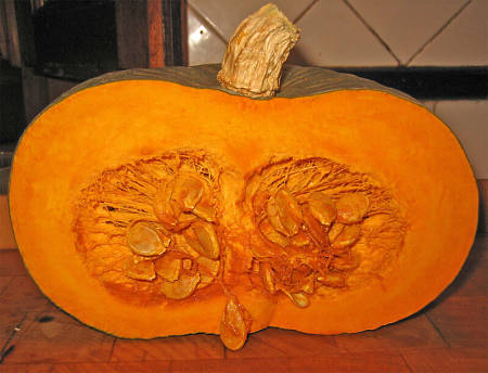 Aspetto della zucca mantovana aperta