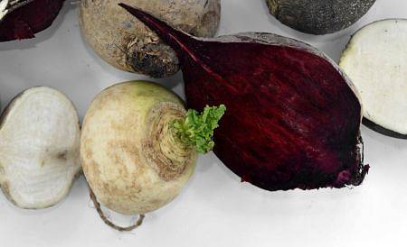 Polpa bianca della rapa e polpa rossa della barbabietola