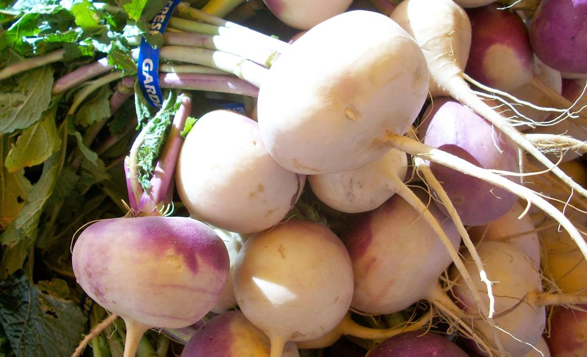Bisogna scegliere rape sane e fresche adatte ad essere conservate