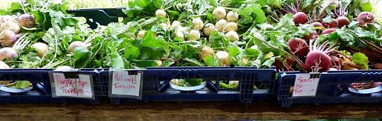 Rape di varietà precoci con cime fresche