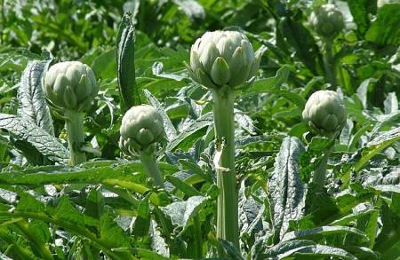 Carciofi con le loro foglie sulla pianta