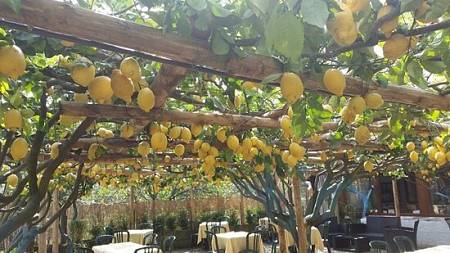Pergolato con limoni del ristorante La pergola di Procida