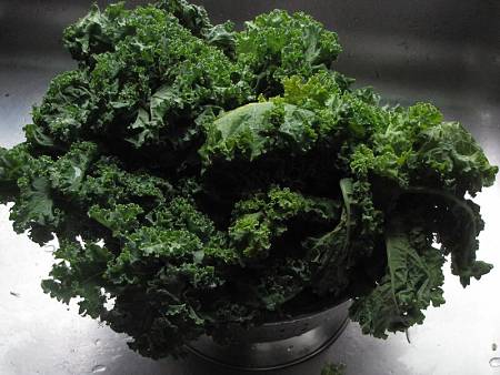 Cavolo riccio appena raccolto nello scolapasta