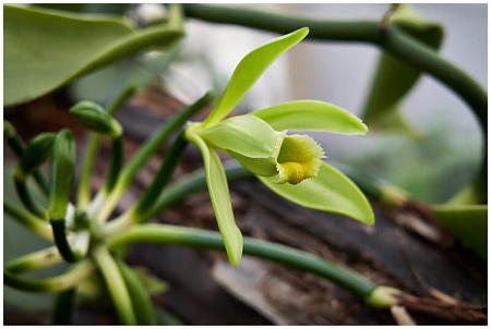 Vanilla planifolia in fiore