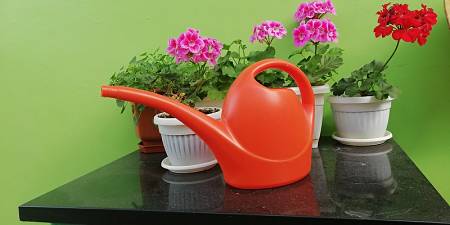 Gerani fioriti con annaffiatoio vicino