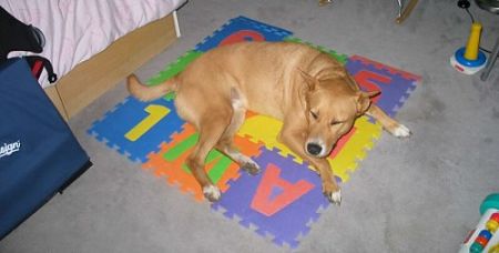 Cane accovacciato su tappeto puzzle