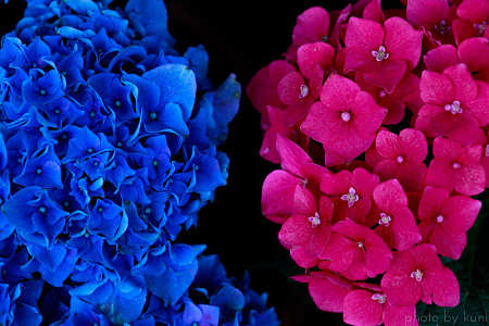 Fiori d'ortensia dai colori blu e fucsia intensi