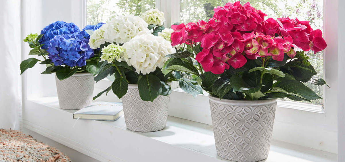 ortensie blu, bianche e rosse nei rispettivi vasi