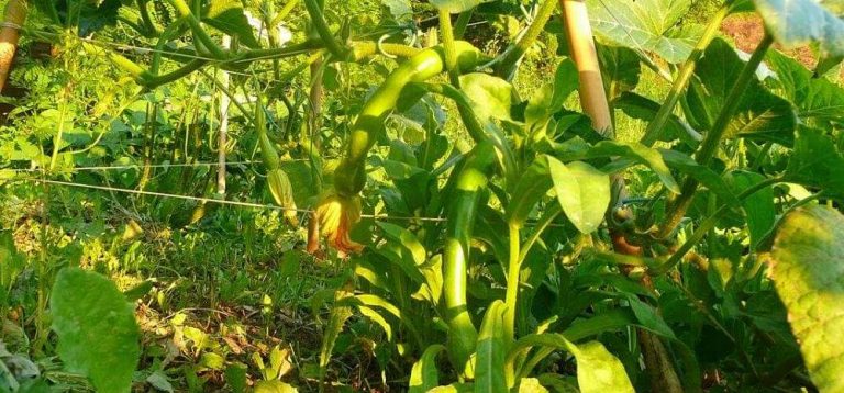 Zucchine trombetta coltivate