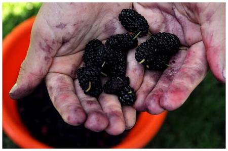 Mani macchiate dalle more