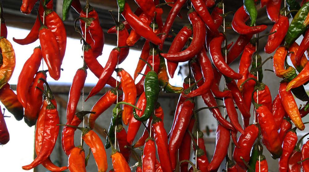 Peperoncini appesi messi ad essiccare all'aria