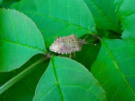 Cimice asiatica su foglie di pianta