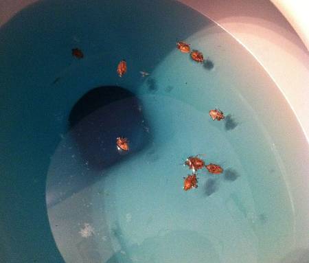 Cimici galleggiantinell'acqua dello scarico del water