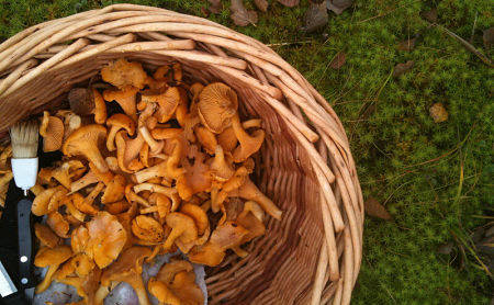 Cestino con dentro finferli e pennello d cucina