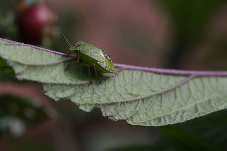 Cimice verde fitofaga
