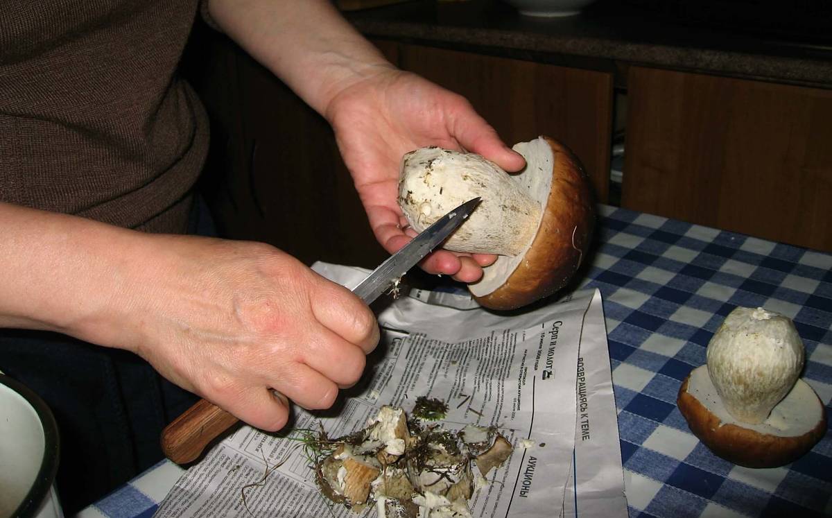 Come pulire i funghi porcini con il coltello