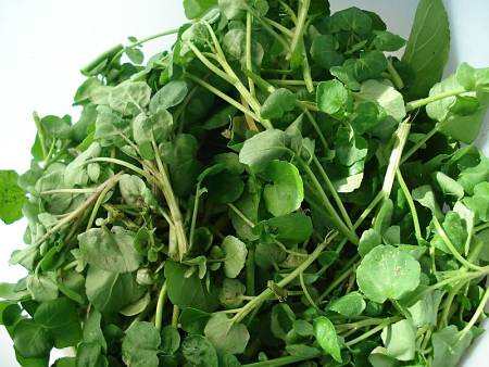 Crescione tenero appena raccolto