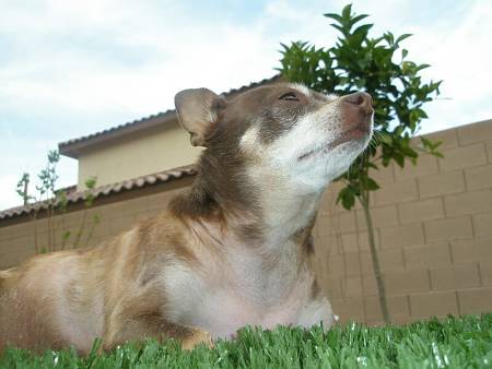 Cane accucciato su erba sintetica