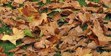 Foglie morte cadute sul prato sintetico