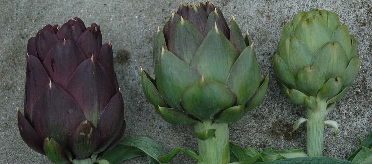 Carciofi adatti ad essere essiccati