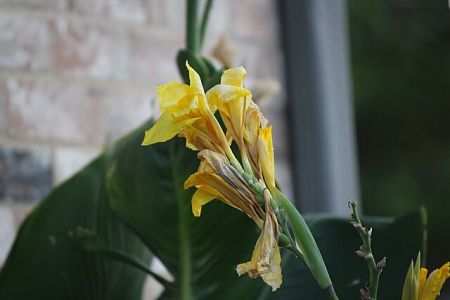 Gladiolo con infiorescenze fresche ed altre appassite