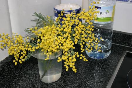 Come mettere i rami di mimosa in acqua tiepida