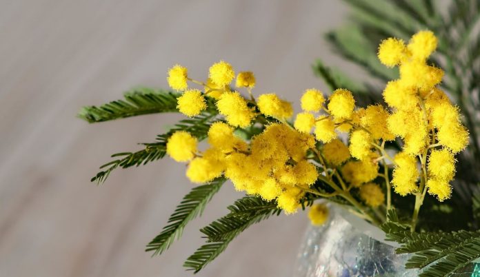 Mimosa fresca in vaso di vetro