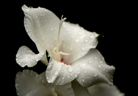 Gladilo idratato dalla rugiada