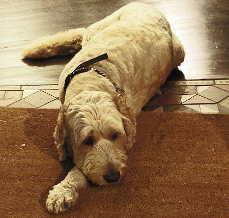 Cane sdraiato su zerbino in cocco