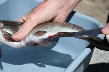 Come eviscerare la trota