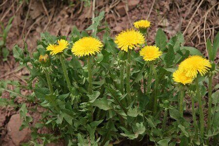 Taraxacum officinale in fiore