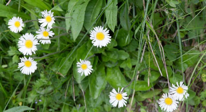 Pratoline di campo spontanee