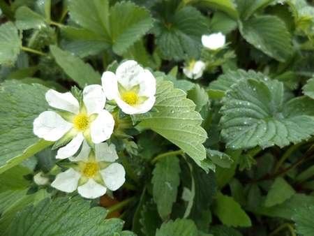 Fiori di fragola bianca