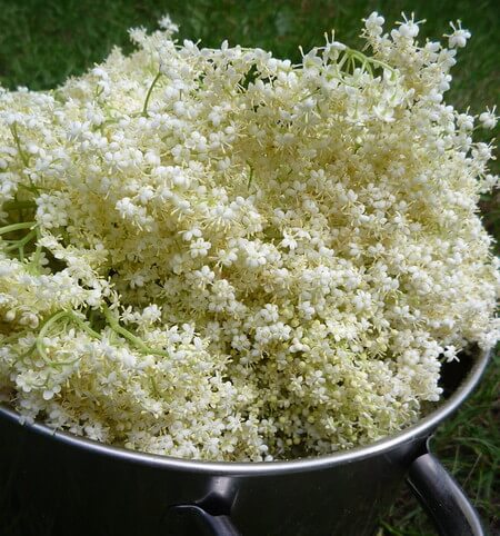 Fiori di sambuco integri e freschi