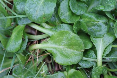 Foglie delle pratoline