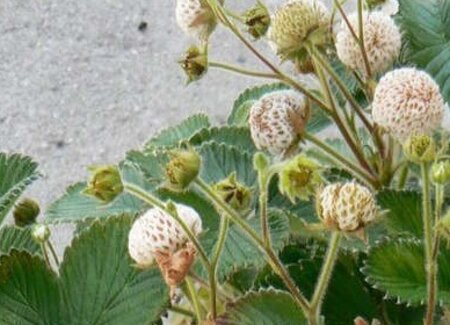 Fragola Aprikos della varietà Fragaria Nilgerrensis