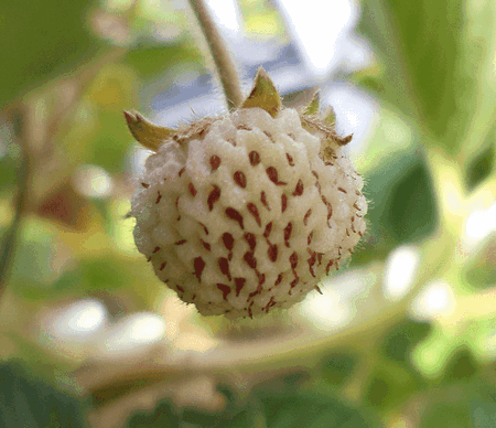 Frutto maturato di Fragaria Nilgerrensis