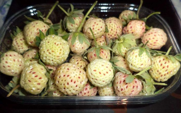 Aspetto delle fragole bianche mature