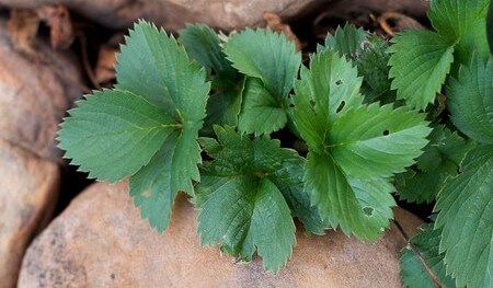 Pianta di fragola bucherellata da parassiti