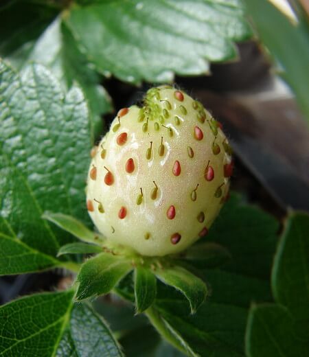 Fragaria x ananassa bianca in maturazione