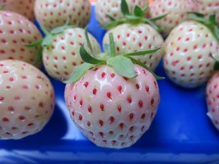 Frutti della fragola bianca Pineberry
