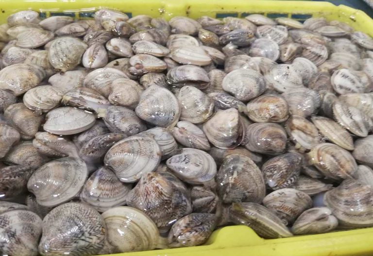 Vongole messe a spurgare in acqua salata