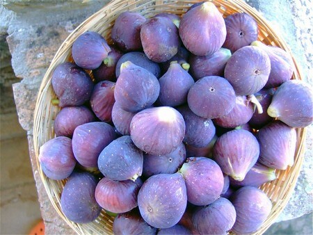 Cestino contenente fichi raccolti a media maturazione