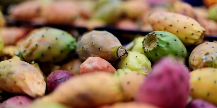 Fichi d' india con le spine Fichi d'India spinosi