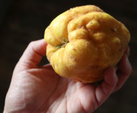 Uomo tiene in mano una mela cotogna matura